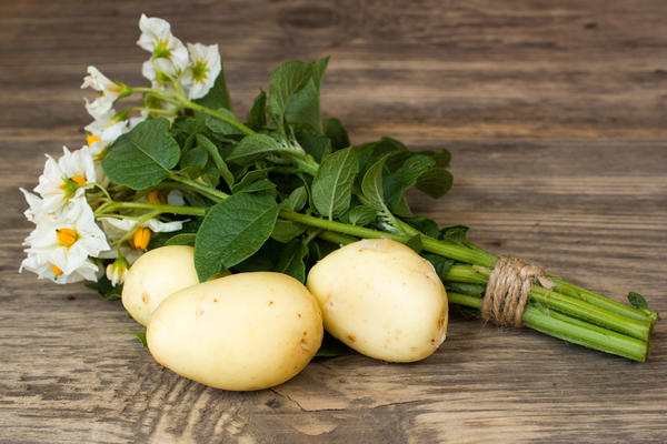 Где лучше всего выращивать картофель