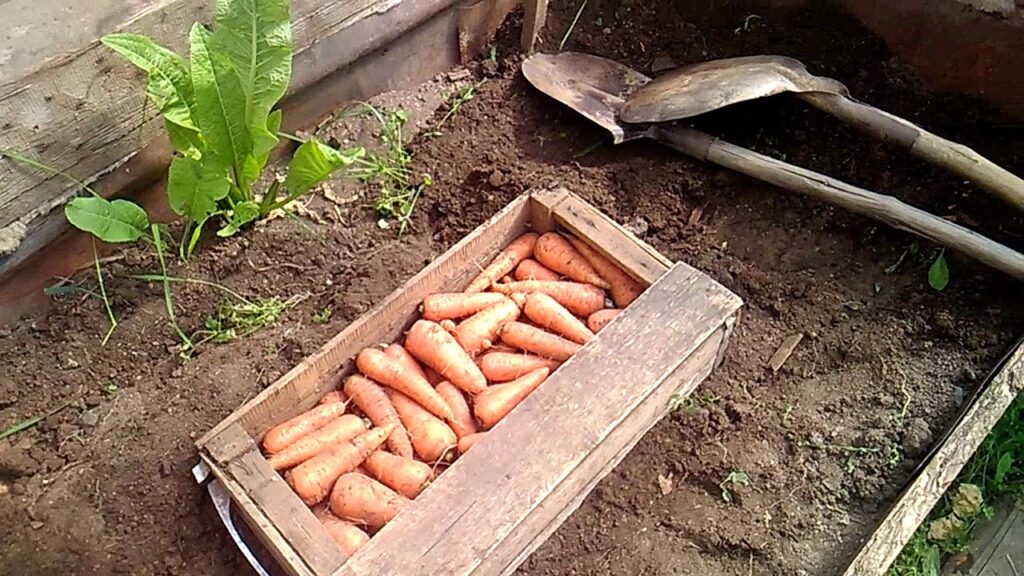 Хранение моркови в грядке