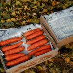 Хранение моркови зимой. Основные способы