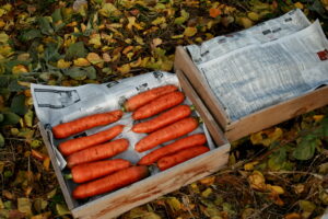 Хранение моркови зимой. Основные способы