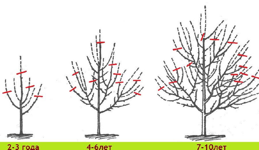 Особенности обрезки деревьев различных видов