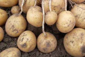 Преимущества и недостатки картофеля Голубизна