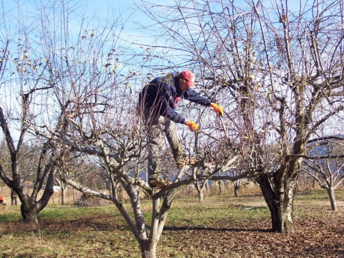 Распространенные ошибки садоводов при обрезке плодовых деревьев