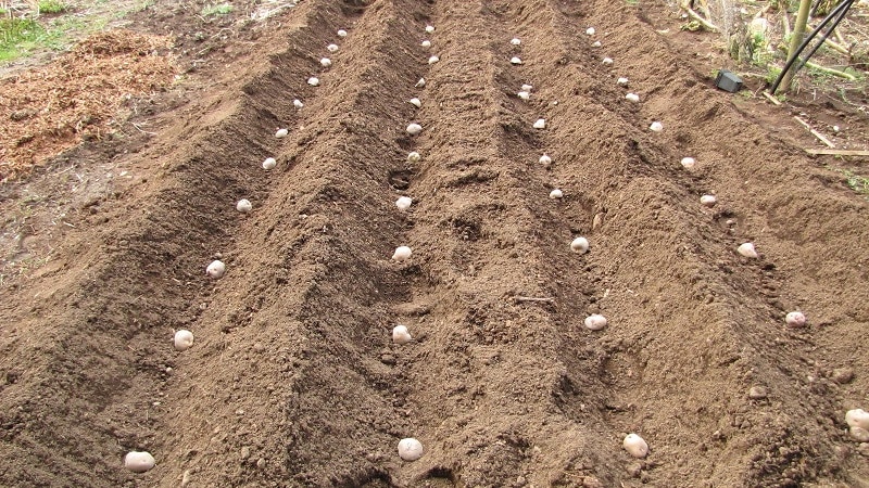 Технология посадки картофеля Голубизна