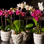 Как ухаживать за орхидеями в домашних условиях?