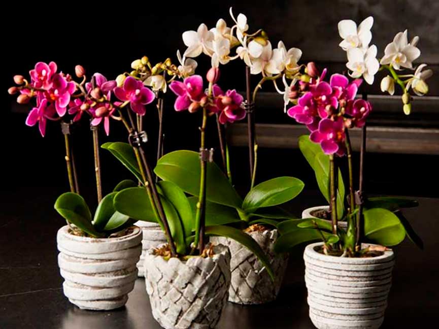Как ухаживать за орхидеями в домашних условиях?