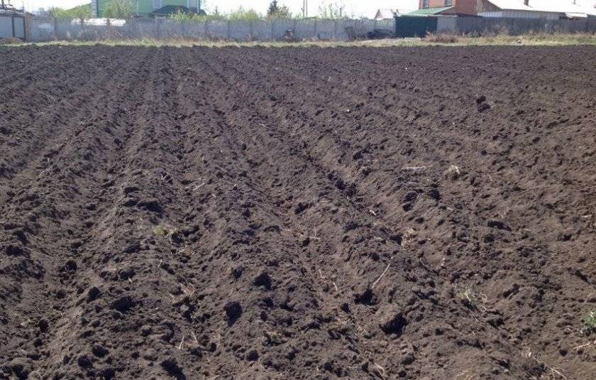Обработка почвы после сбора картофеля Гала