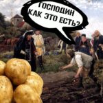 История появления и распространения картофеля в Европе и России