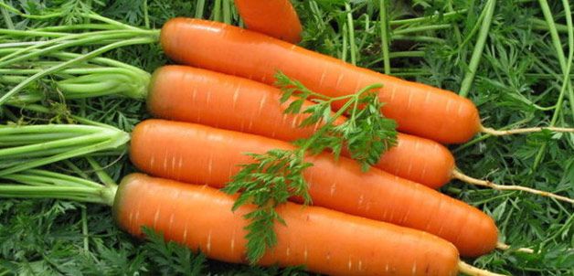 Как хранить морковь без погреба