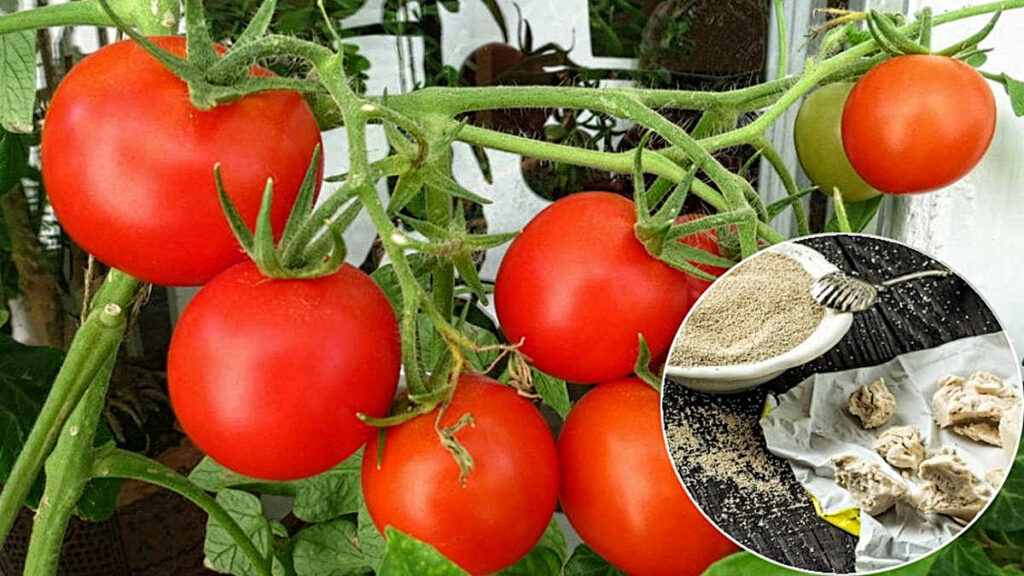 Как поливать помидоры дрожжами?