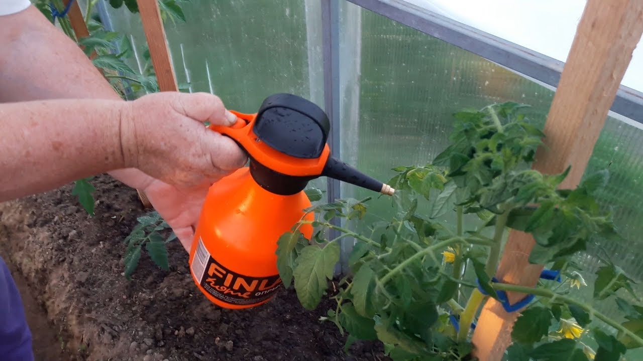Подкормка томатов во время цветения и плодоношения