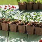 Как успешно выращивать рассаду овощей