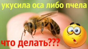 Что делать, если вас укусила пчела или оса?