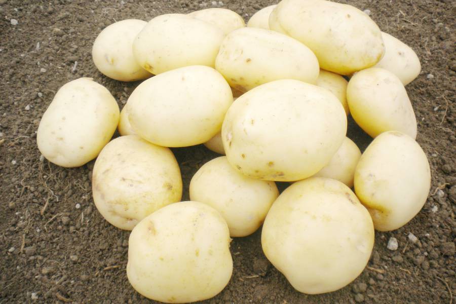 Белые сорта картофеля