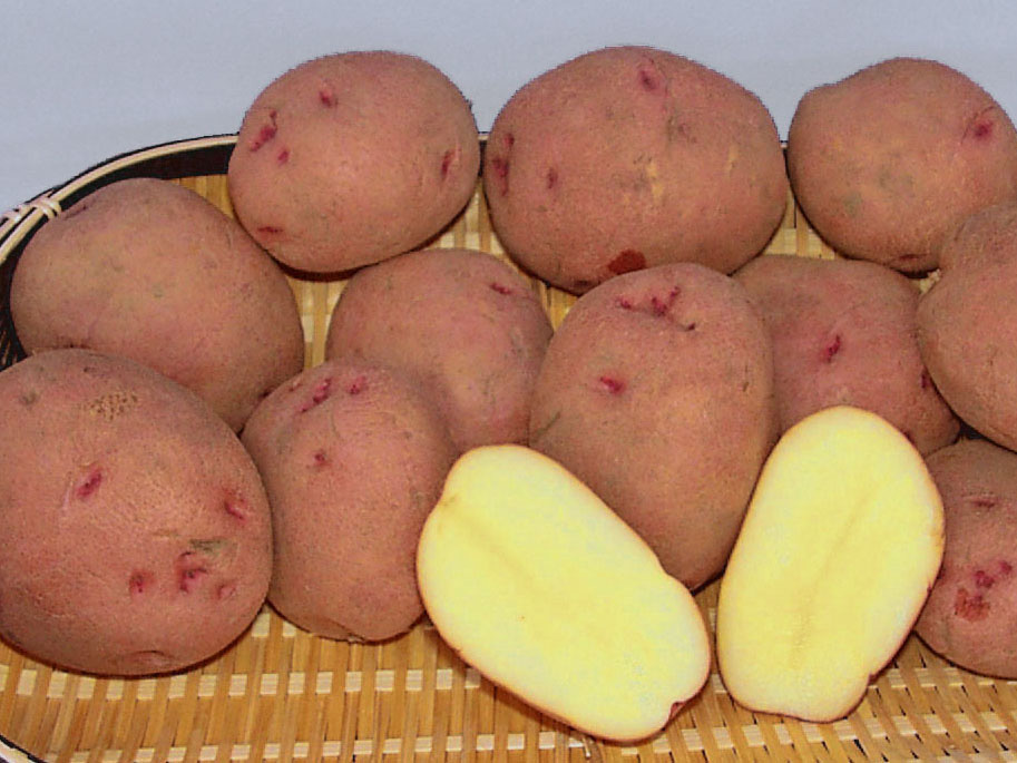 Характеристика картофеля Каменский