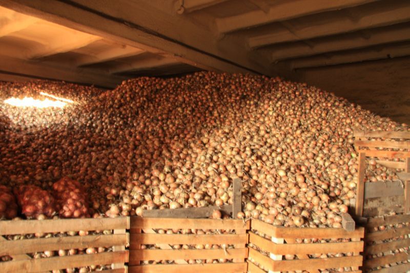 Хранение картофеля навалом