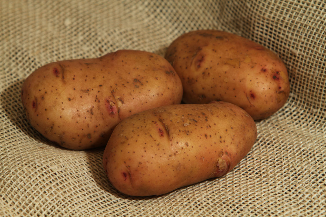 Картофель Дофине: описание, характеристики, выращивание и хранение -Картофель
