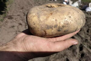Картофель Великан: выращивание и уход, преимущества, описание, отзывы