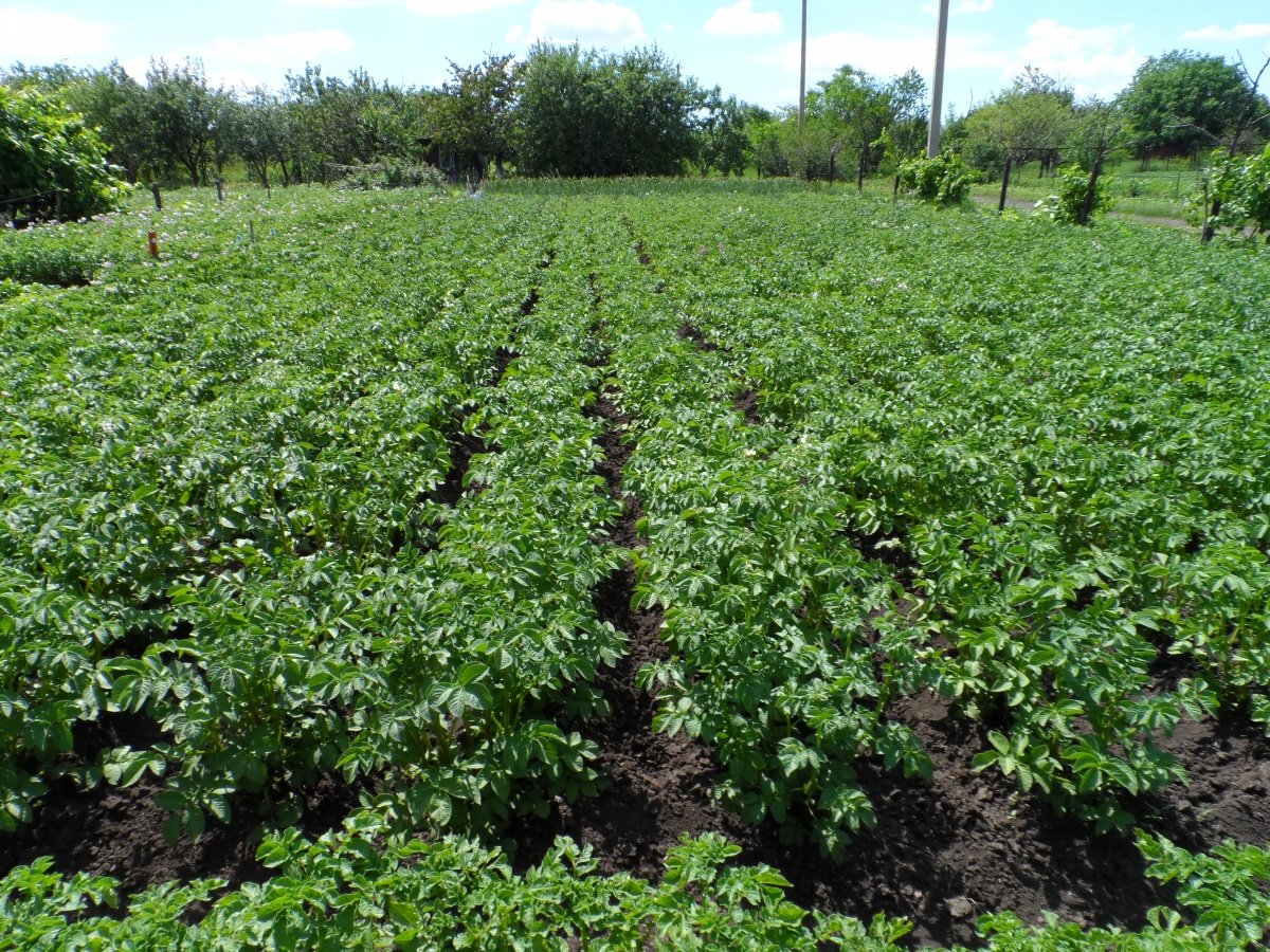 Картофель Дофине: описание, характеристики, выращивание и хранение -Картофель