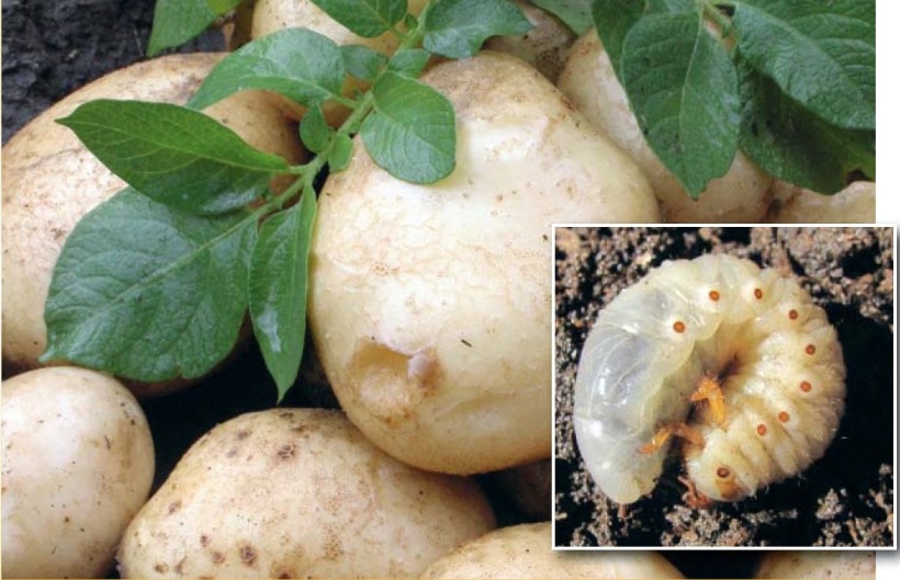 Личинки майских жуков в картофеле