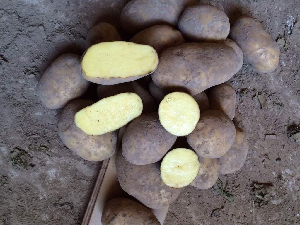 Описание картофеля Бриз