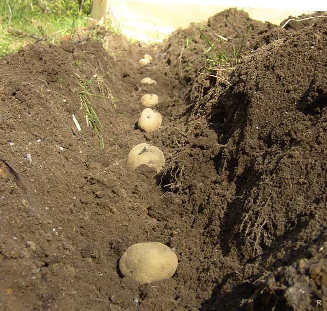 Особенности посадки картофеля