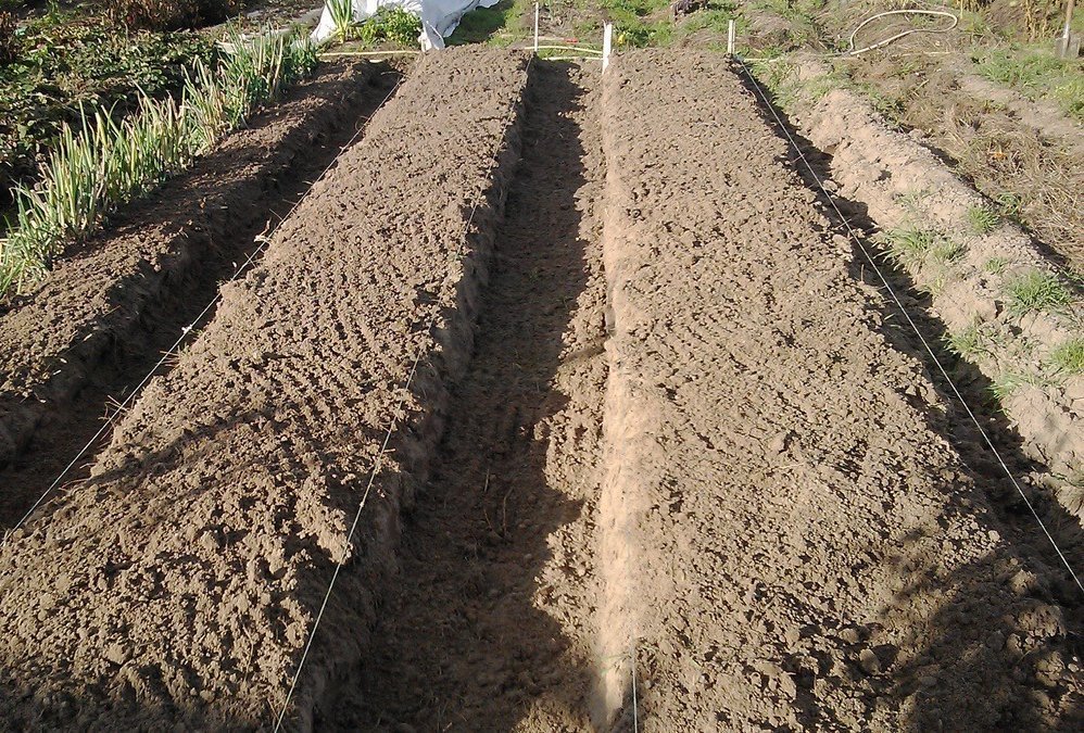 Подготовка почвы для картофеля