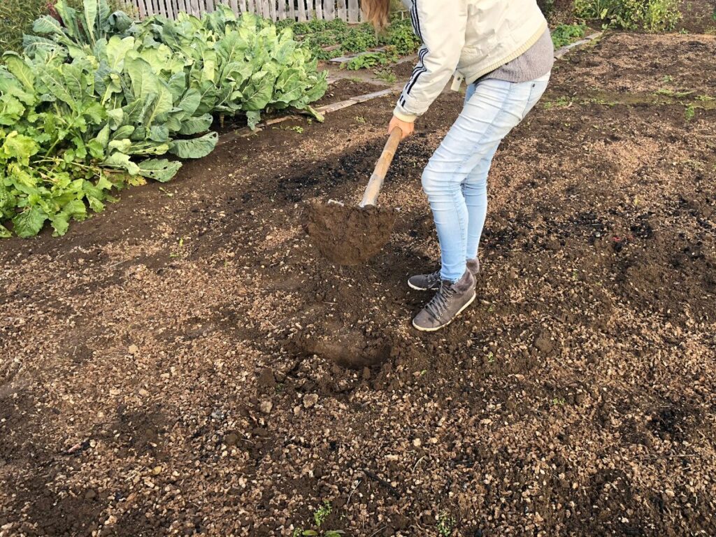 Подготовка почвы под картошку