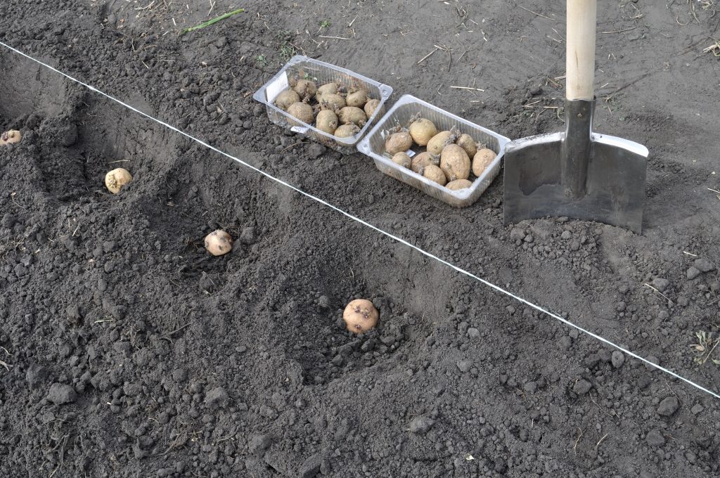 Правила посадки картофеля