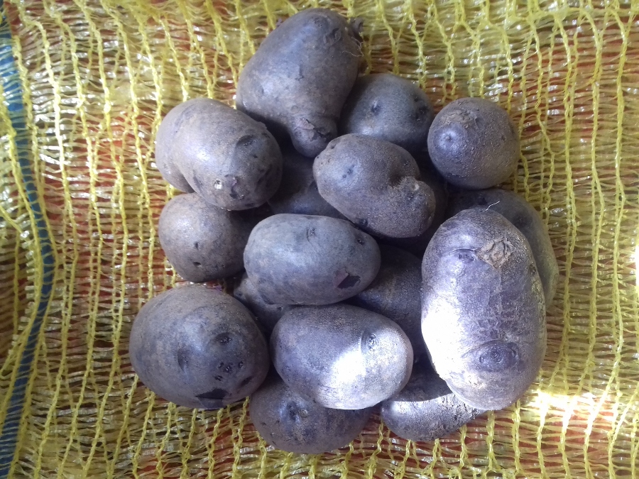 Преимущества сорта картофеля Голубой Дунай