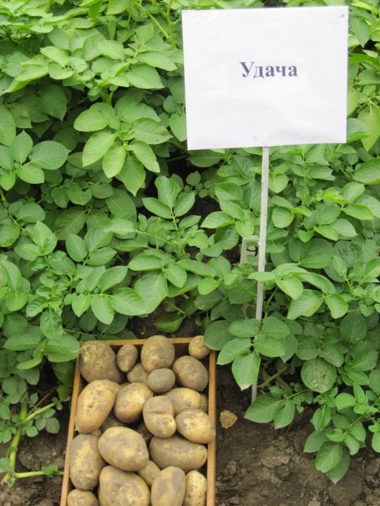 Преимущества сорта картофеля Удача