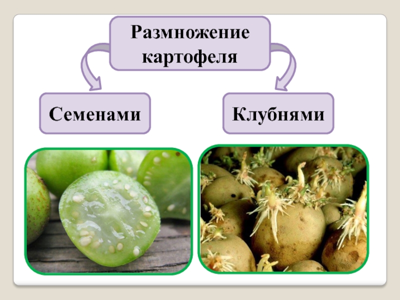 Размножение картофеля