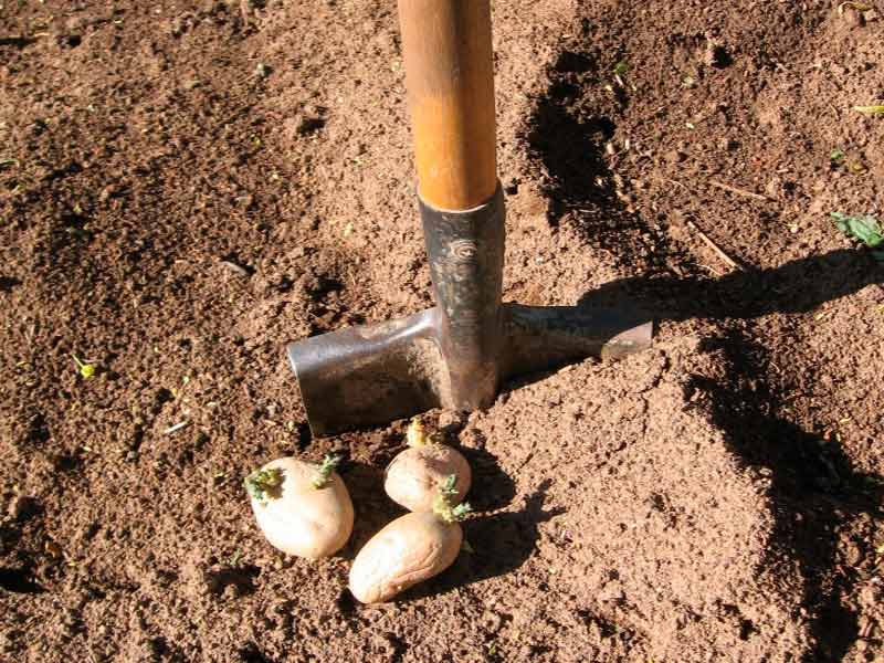 Сроки и правила посадки картофеля Великан