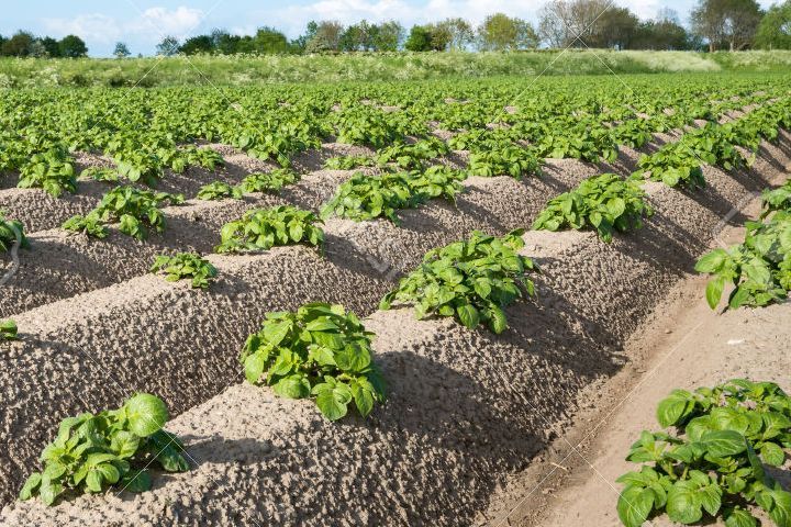 Технология выращивания картофеля Романо — Голландская