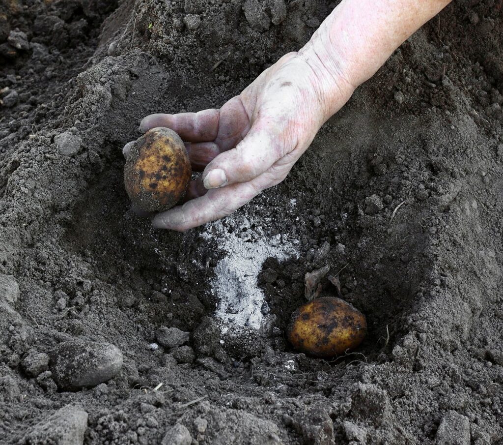 Удобрение картофеля при посадке