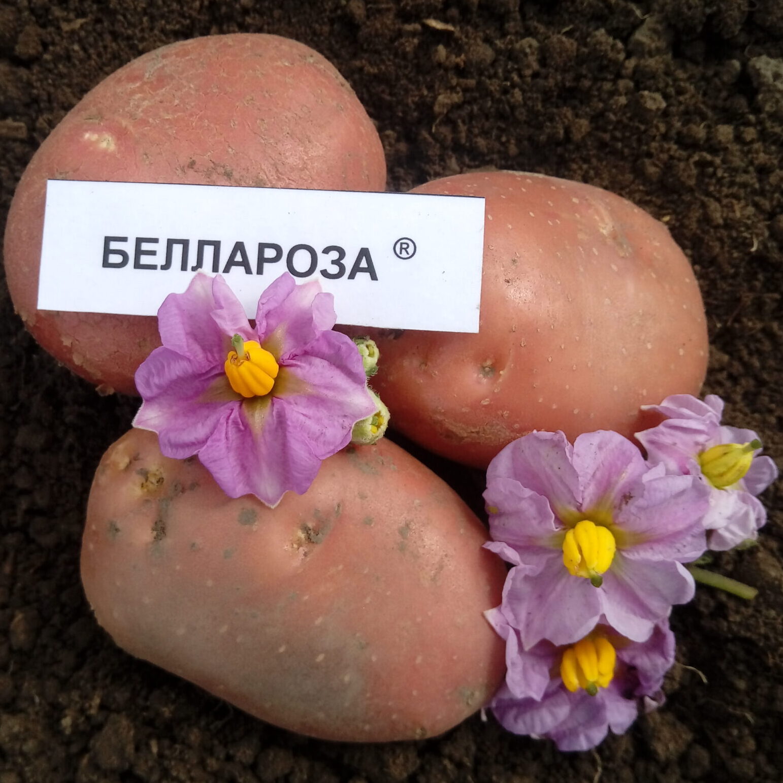 Картофель Беллароза с ростками