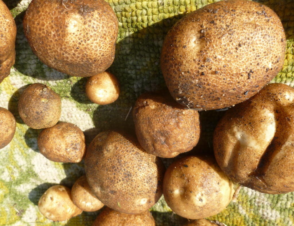 Внешнее описание картофеля Киви