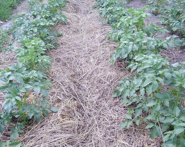 Выращивание картофеля Киви без окучивания