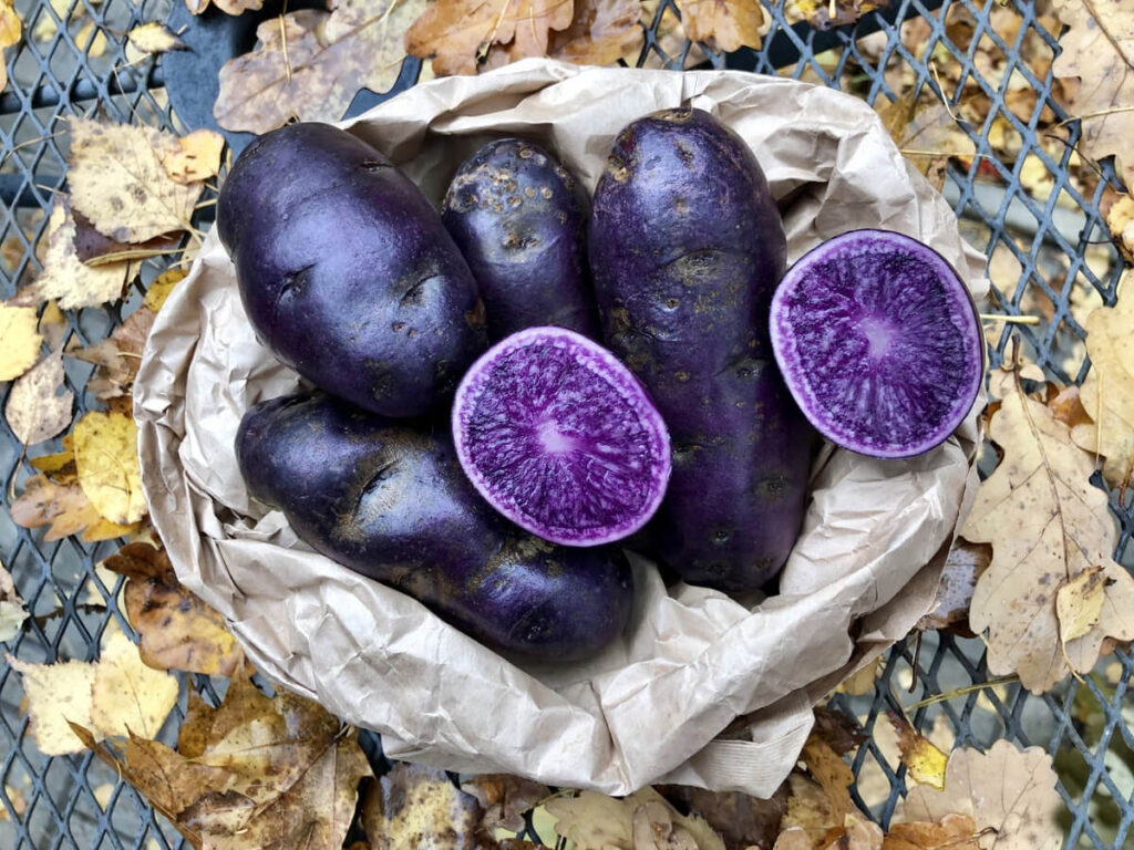 Картофель Фиолетовый