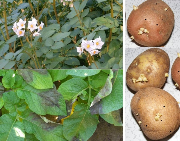 Чем опасна фитофтора для картофеля и человека