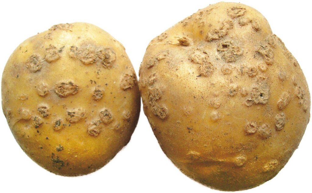 Обыкновенная парша на картофеле
