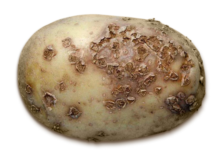 Порошистая картофельная парша
