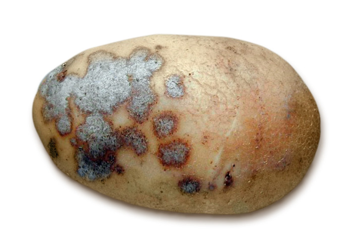 Серебристая парша на картофеле