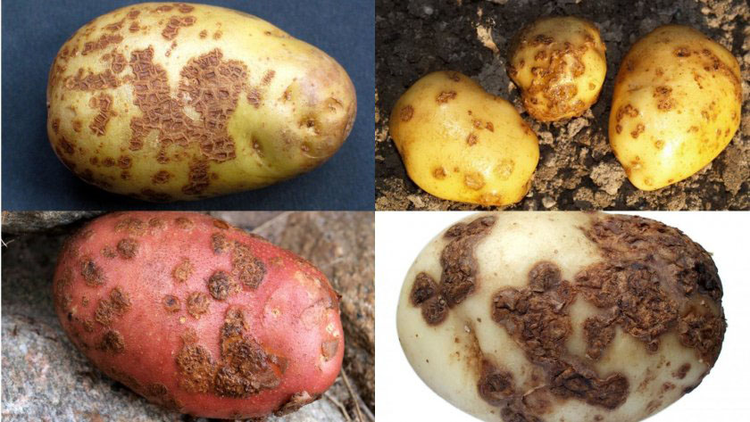 Симптомы поражения нематодой картофеля