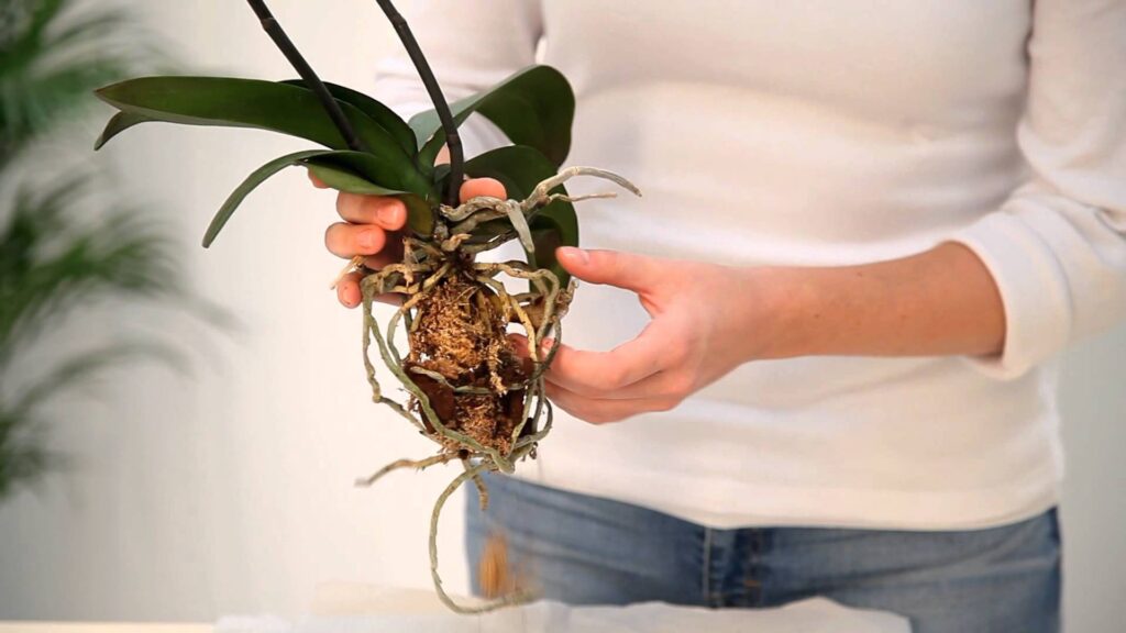 Необходимый уход за орхидеями в домашних условиях