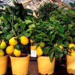 Вырастить лимонное дерево из косточки