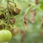 Болезни помидоров и как их лечить