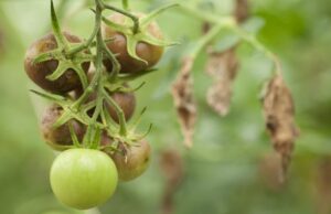 Болезни помидоров и как их лечить