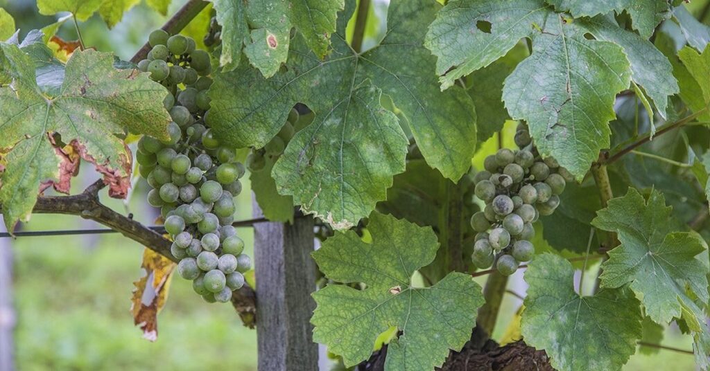 Чем может заболеть и как вылечить виноградник