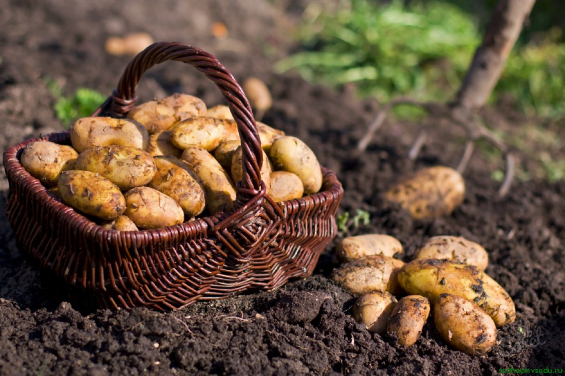 Какие существуют секреты урожая картофеля